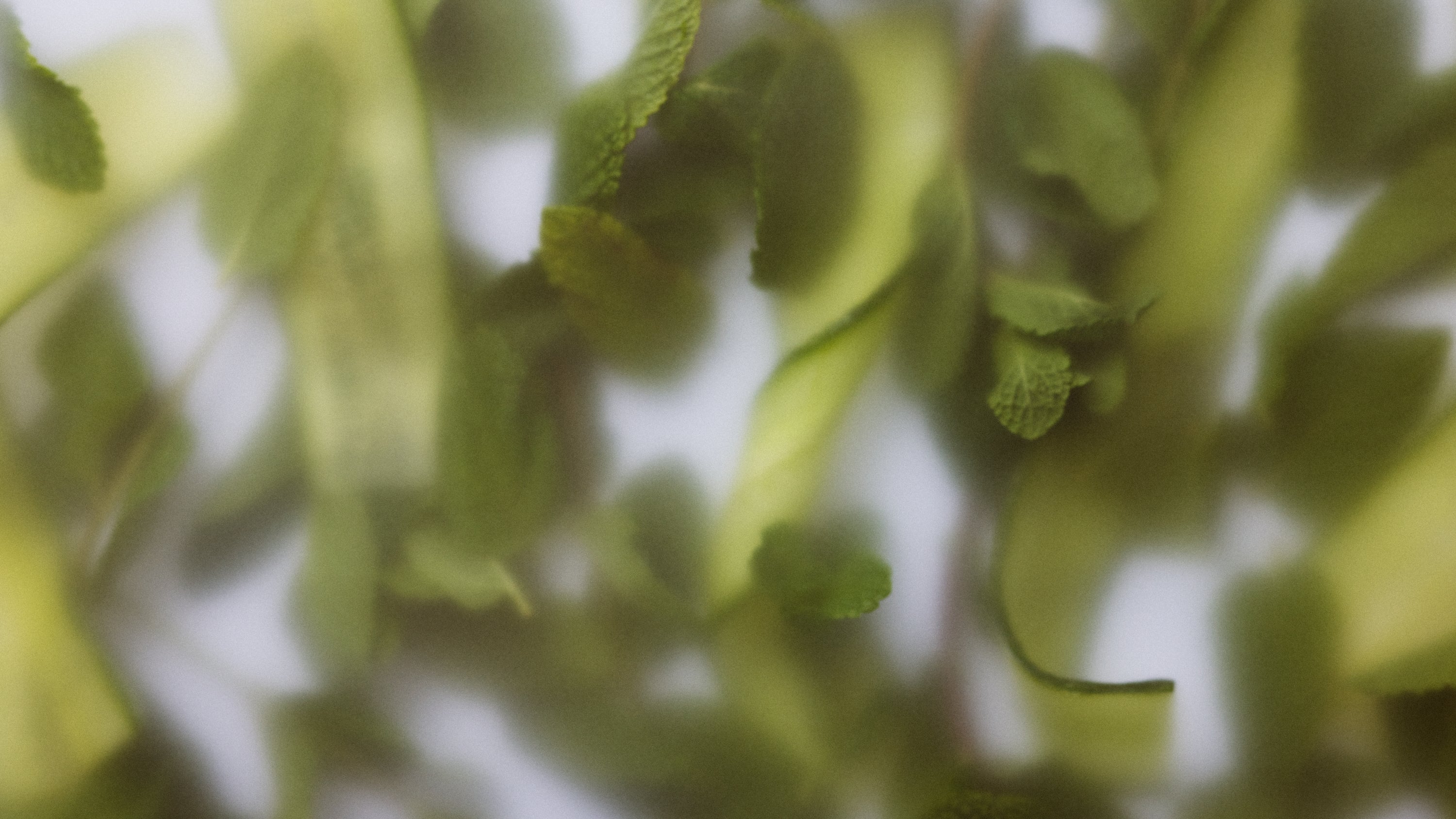 close up picture of mint leaves and cucumber slices in a foggy setting.
